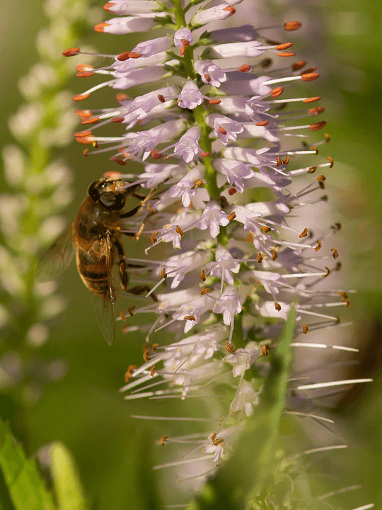 Veronicastrum virginicum Lavendelturm